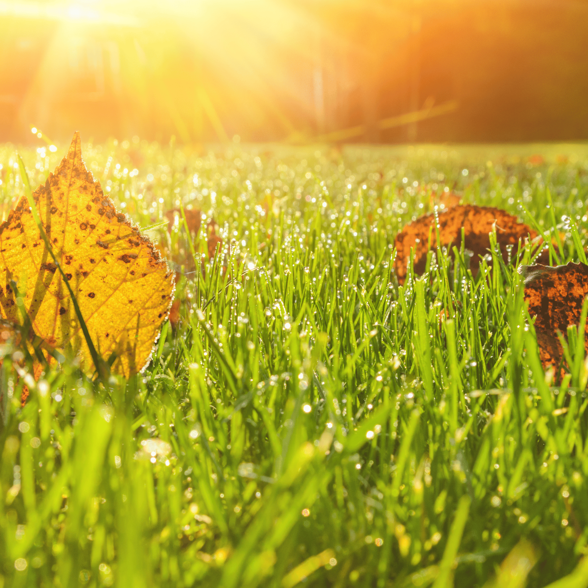 Pasto con hojas de otoño en el atardecer